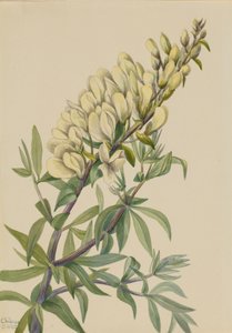 Indigo faux Baptista bructeata, 1932 - Mary Vaux Walcott