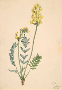 Faux oxytropis gracilis - Mary Vaux Walcott