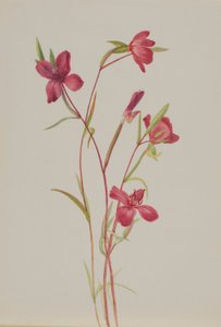 Adieu au printemps (Godetia amoena lilja) - Mary Vaux Walcott
