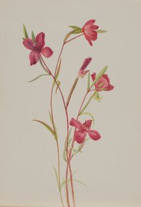 Adieu au printemps Godetia amoena lilja, vers 1930 - Mary Vaux Walcott