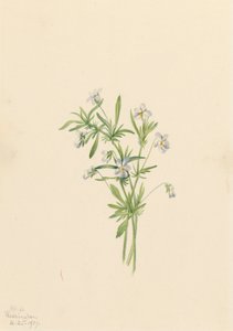 Violette des Champs Viola rafinesquii, 1919