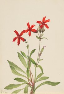 Rose de feu (Silene virginica) - Mary Vaux Walcott