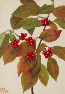 Cornouiller fleuri Cornus florida, 1926 - Mary Vaux Walcott