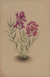 Fleurs de la Mesa