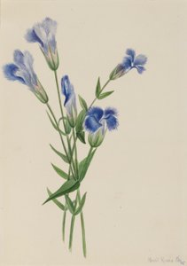 Gentiane frangée (Gentiana crinita)