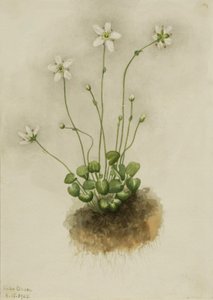 Parnassie Frangée Parnassia fimbriata, 1905 - Mary Vaux Walcott