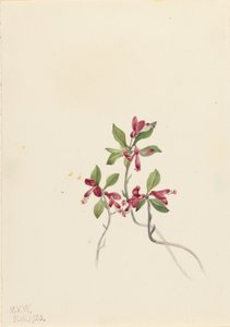 Polygala à franges (Polygala paucifolia) - Mary Vaux Walcott