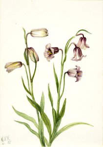 Fritillaire (Fritillaria biflora)