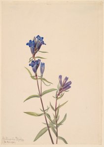 Gentiane (Gentiana affinis)
