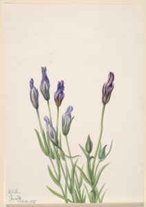 Gentiane (Gentiana macounii) - Mary Vaux Walcott