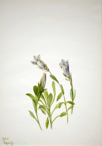 Gentiane (Gentiana newberri)