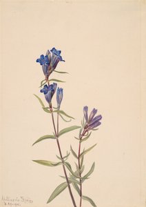 Gentiane Gentiana affinis, 1915