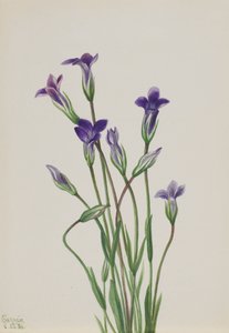 Gentiane Gentiana holopetala, 1936 - Mary Vaux Walcott