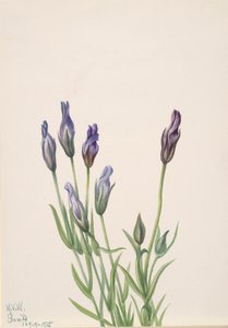 Gentiane, 1935 - Mary Vaux Walcott