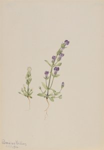 Gentiana propingua - Mary Vaux Walcott