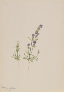 Gentiana propingua, 1916 - Mary Vaux Walcott