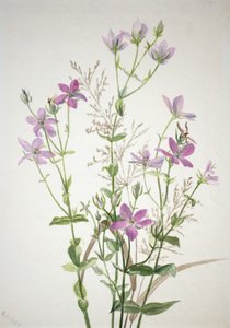 Gentianacées sabbalia angularis - Mary Vaux Walcott