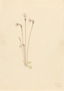 Thalesia uniflora (Thalesia uniflora) - Mary Vaux Walcott