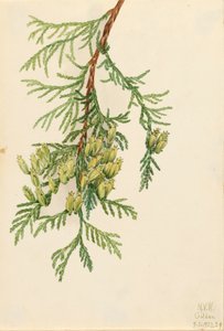 Thuya géant Thuja plicata - Mary Vaux Walcott
