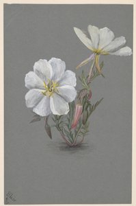 Hellébore géant, vers 1880 - Mary Vaux Walcott