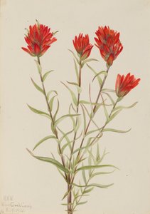 Grand pinceau rouge Castilleja miniata, 1921