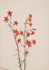 Gilia arizonica, 1931 - Mary Vaux Walcott