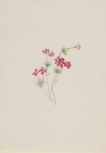 Gilia linanthus parviflorus - Mary Vaux Walcott