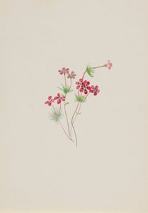 Gilia linanthus parviflorus, vers 1900-1930 - Mary Vaux Walcott