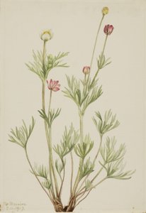 Anémone globuleuse (Anemone globosa) - Mary Vaux Walcott