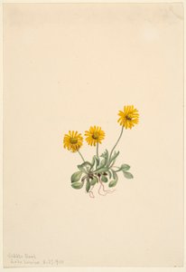 Fleabane doré (Erigeron aureus) - Mary Vaux Walcott