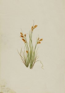 Laîche dorée Carex aurea, 1921 - Mary Vaux Walcott
