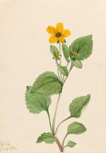 Chrysogonum virginianum étoile dorée - Mary Vaux Walcott