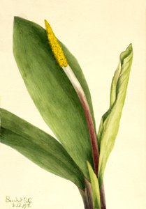 Orontium aquatique, 1918