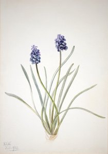 Muscari à grappes, 1920 - Mary Vaux Walcott