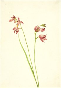 Orchidée Limodorum tuberosum, n.d.