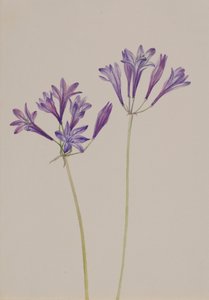 Brodiaea laxa, 1933 - Mary Vaux Walcott