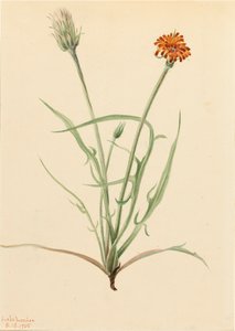 Agoseris à feuilles de graminée Agoseris graminifolia, 1905 - Mary Vaux Walcott