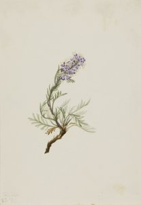 Phacélie grise (Phacelia sericea) - Mary Vaux Walcott