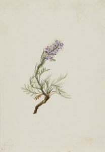 Phacélie grise, 1911 - Mary Vaux Walcott
