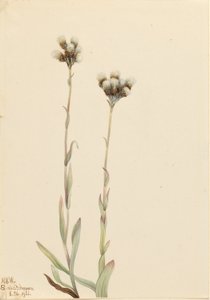 Antenne grise (Antennaria howellii) - Mary Vaux Walcott