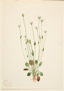 Séneçon gris (Senecio canus) - Mary Vaux Walcott