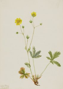 Potentille glaucophylla, 1905 - Mary Vaux Walcott