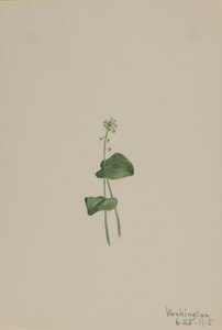 Malaxis unifolia (Malaxis unifolia) - Mary Vaux Walcott