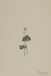 Malaxis unifolia, 1918