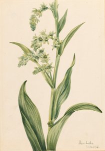 Oursin vert (Veratrum viride)
