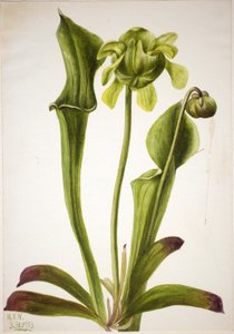 Sarracénie verte (Sarracenia orephila) - Mary Vaux Walcott