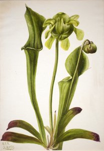 Sarracénie verte Sarracenia orephila, 1933 - Mary Vaux Walcott