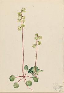 Pyrola vert (Pyrola chlorantha) - Mary Vaux Walcott