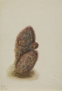 Cactus à fraises vertes (Echinocereus viridiflorus) - Mary Vaux Walcott
