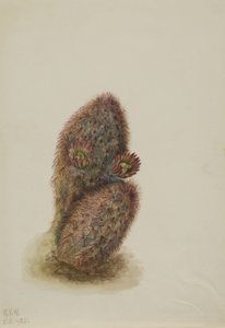 Cactus Fraisier Vert - Mary Vaux Walcott